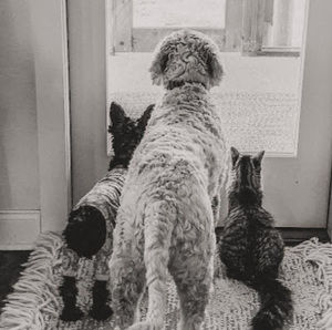 Meet your Posher, Amelia